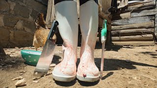 Africa Girl Slaughter White Chicken