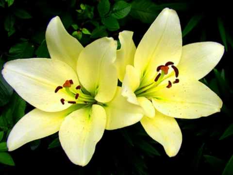 Kaaga Sab Tan Khaiyo Full Song (HD) With Lyrics - Himalay Putra...