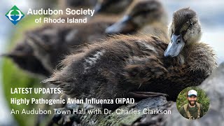Latest Updates Avian Flu Updates Highly Pathogenic Avian Influenza Audubon Town Hall