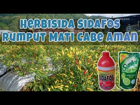Herbisida Sidafos Rumput Mati Cabe Aman