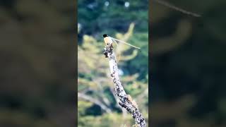Paradise Birds