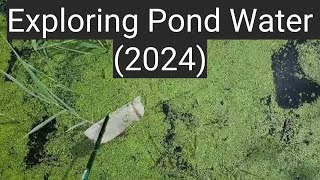 Exploring Pond Water 2024