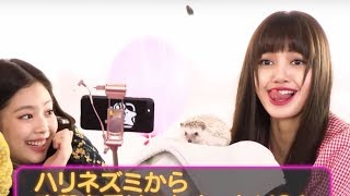 BLACKPINK Reaction When Lisa Gets Surprise 'Kiss' from Hedgehog Spines BLACKPINK Reaction When Lisa Gets Surprise 'Kiss' from Hedgehog Spines