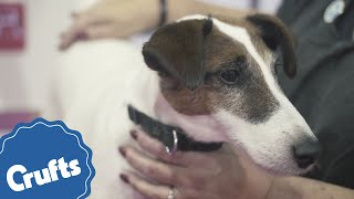 Smooth Fox Terrier Crufts Breed Information
