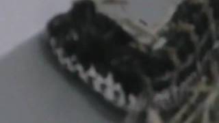 Acanthophis Rugosus