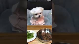 Tiny Dog Twerking