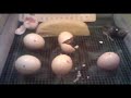 Ayam Hutan Menetas images Ayam Hutan Menetas