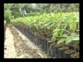 produccion de cacao.wmv