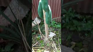 Apa Ini Yang Dinamakan Susu Gandul