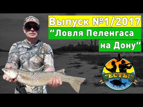 На что ловить пеленгаса на дону На что ловить пеленгаса на дону