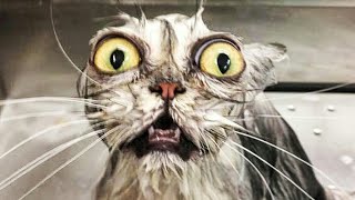 😁 Funniest 🐶 Dogs and 😻 Cats - Awesome Funny Pet Animals' Life Videos 😇