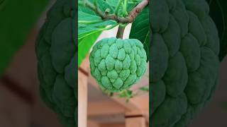 আত ফল ও শরফ ফলর মধযকর পরথকয শরফ ফল চনর সহজ উপয