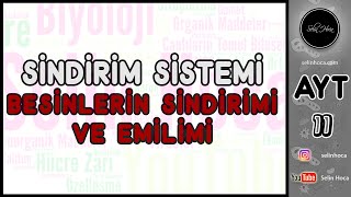 18 Sindirim Sistemi - Besinlerin Sindirimi Ve Emilimi