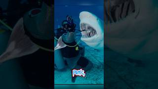 Shark Encounter That Changed How I See The Ocean Forever