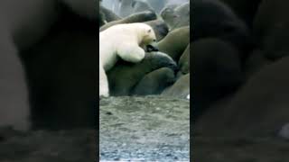 Polar Bear Vs Walrus Planet Earth