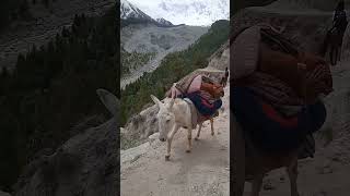 Donkey Worlds