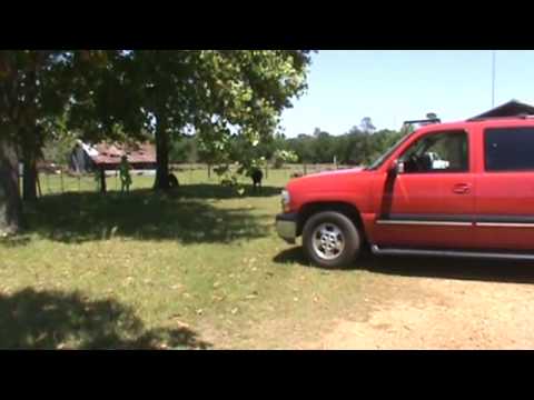 85 Year Old Women Herds Calf Back Inside Pasture