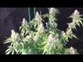 Autoflower Marijuana - LED grow lights (Northern Light Auto - Pro-Grow 260X LED)