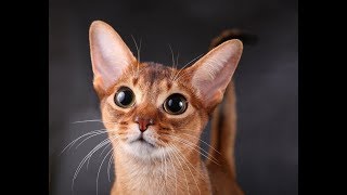 Милые Абиссинские Котики | Видео Приколы Про Абиссинских Кошек