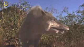 Entelodonta Docomentry