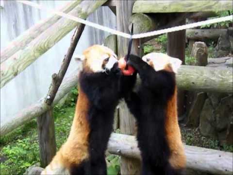 ロープのリンゴ４　円山動物園　レッサーパンダ