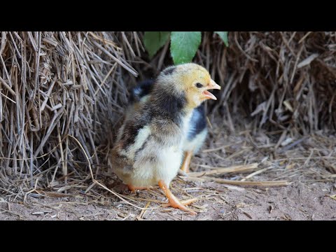 เสียงลูกเจี๊ยบ เสียงลูกไก่ร้องเจี๊ยบๆ หาแม่ไว้เปิดแกล้ง chick sound