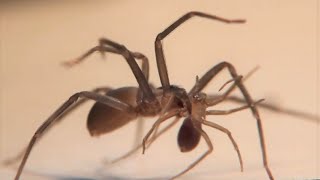 Brown Recluse Spider - Cannibalism and Pooping