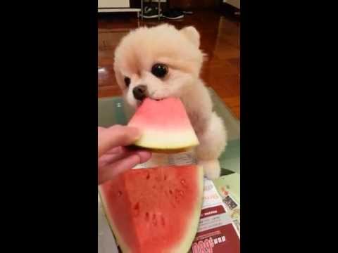 スイカ×子犬＝無限大の可愛さ！！！！！