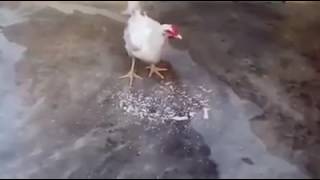 Toyuq Allah Yazır