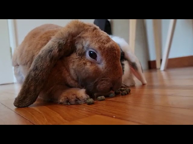All Videos