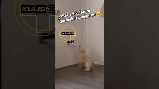 İsyan Eden Köpek