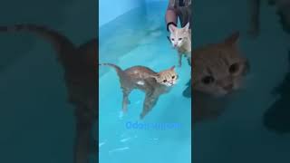 Gatos No Banho De Piscina