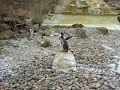 Noisy Penguin