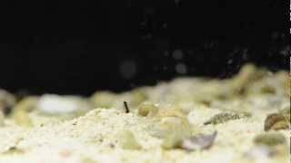 Pajama Squid Burying