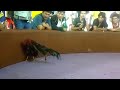 ดูไก่เก่ง