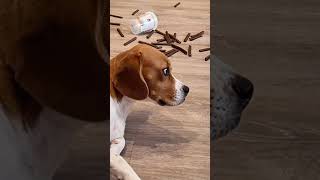 Bu Köpek Neden Böyle Davrandı? İzleyin Şaşıracaksınız