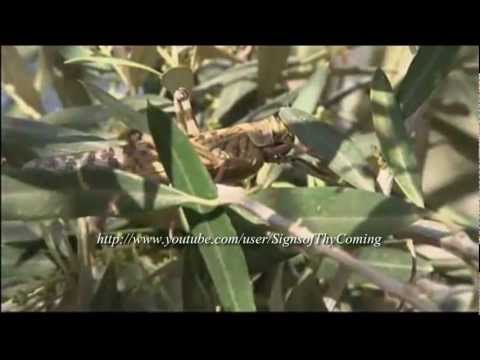 Antichrist : Plague of Locust invade Israel on the eve of the Passover visit of Obama (Mar 13, 2013) Antichrist : Plague of Locust invade Israel on the eve of the Passover visit of Obama (Mar 13, 2013)
