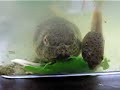 The tadpoles are eating spinach.