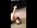 Dog shows off unbelievable ball handling skills