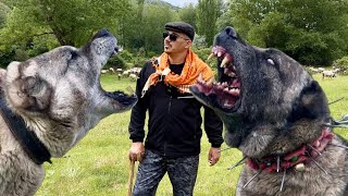 Kangal Kiliç Ve Çobansiz Sürü Saddam Buluşmasi