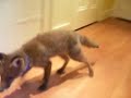 Pet Fox