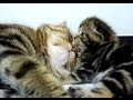 Mom Cat hugs her Kitten Rosy | Cute Kittens and Cats