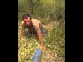como matar um porco selvagem