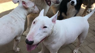 Bull Terrier Rosie E Bull Terrier Apollo 11 Socialização