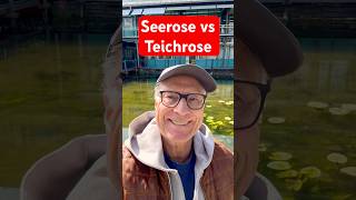 Seerose Vs Teichrose - Der Feine Unterschied