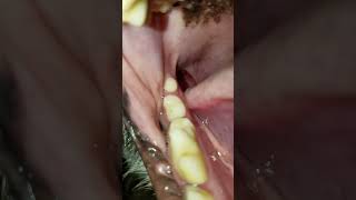 Male Corgi Gummy String Swallow 2