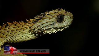 Rarest Snakes On Earth