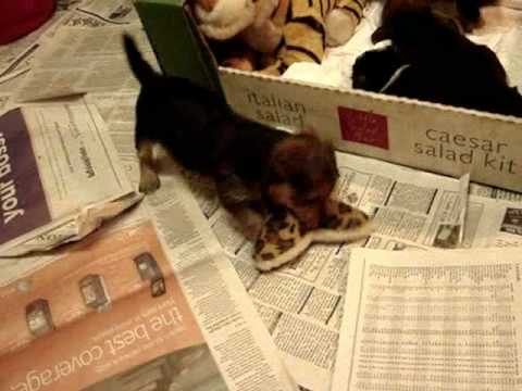 YORKIE-JACK RUSSELL PUPS Playing at 6 Weeks Old!