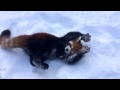 Red Pandas are Having Snow Much Fun - Cincinnati Zoo