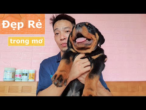 Chó Rottweiler giá rẻ Hà Nội bán chó giá rẻ trong mơ